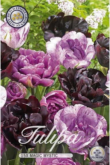 Tulip Magic Mystic 12-pakning
